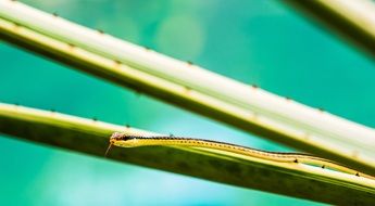 Close-up of the thin snake on a green plant