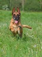 belgian shepherd dog runs in a green meadow