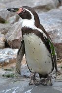 beautiful and amazing Penguin