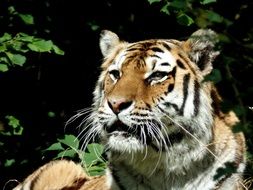 Picture of the Tiger