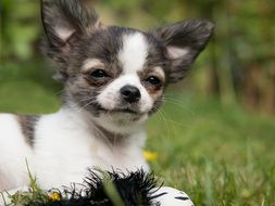 chihuahua puppy on the meadow