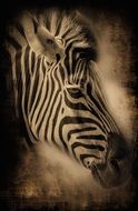 black and white photo of zebra