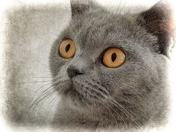 cute grey Cat Drawing