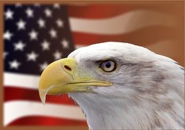 bald eagle as a symbol of america