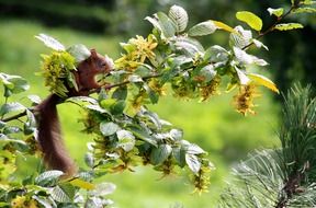 red squirrel on a flowering tree branch