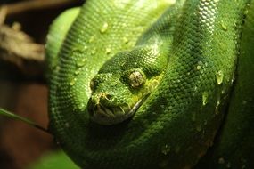 coiled Green Snake