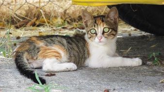 cute kitten with big eyes