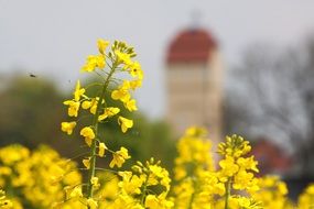 yellow Oilseed Rape