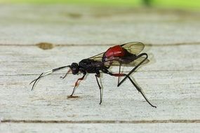 Wasp Insect sit on the wood