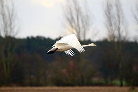 flying whooper swan