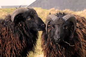 longhair sheep on the island of Ouessant in France