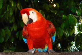 Arara in Brazilian fauna