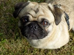 sweet pug-dog