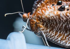 cute lovely Butterfly macro