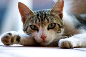 Cat Feline with green eyes closeup