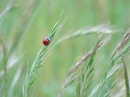 Ladybug Spring Nature