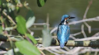 blue kingfisher bird near water