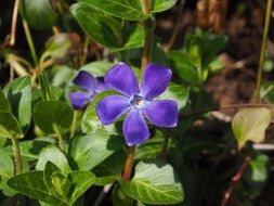 violet periwinkle flower in sunny day