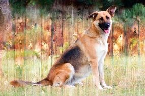 drawing of German Shepherd dog on a wall