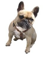 photo of french bulldog on white background