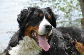 large bernese mountain dog