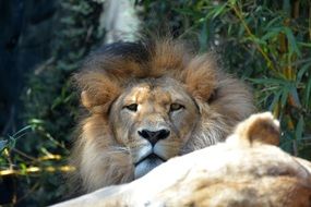 portrait of the wild lion cats