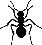 Illustration of black ant