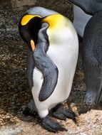 asleep king penguin