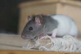 Colorful and cute baby rat