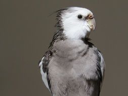 Cockatiel, grey small parrot