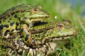 mating two frogs in the garden