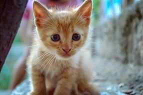 unmatched Kitty