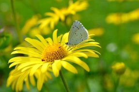 Butterfly on Flower