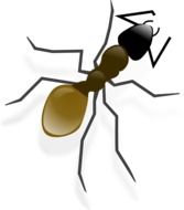 drawn brown ant on a white background