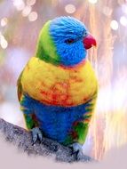 bright colorful parrot