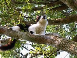 friday white-black kitten high on a branch