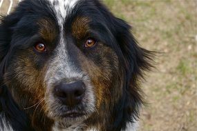 unique Dog Canine