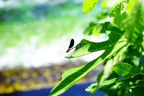 black dragonfly on the green leaf