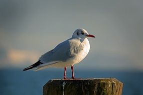 white seagull sitting on a stump