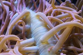 Sea Anemone Underwater close up
