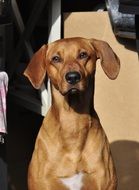 brown Dog with dropped ears portrait