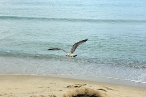 seagull is flying over the beach, bulgaria