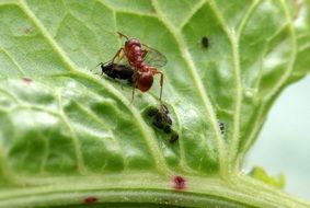 red garden ant on the leaf