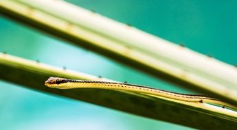 small yellow and black snake at green background