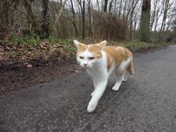 home red cat is walking along a country road