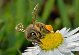 pollinating honey bee