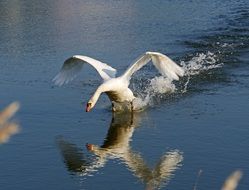 the rise of a Swan over the lake