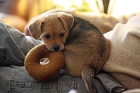 Terrier small Dog