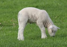 cute lamb grazing on a green meadow