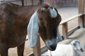 Goat Head close-up on blurred background